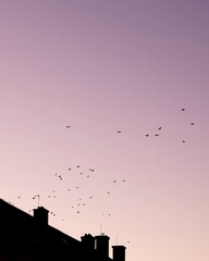 birds flying over the city