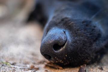 Closeup shot of a black dog nose outdoors on the wet ground surface
