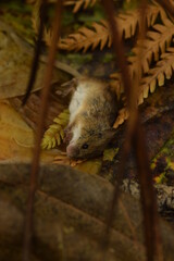 Dead mouse among autumn leaves, dead vole killed by cat.