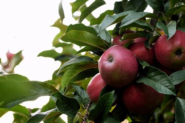 Red apples on apple tree, autumn orchard for background with a copy space, selective focus.