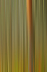 Intentional Camera Movement landscape with trees