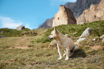 Obraz premium mountain landscape, dog sitting on the grass on the mountainside, stone rocks on the background
