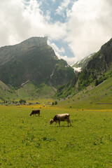 Fototapeta premium Appenzell, Switzerland, June 13, 2021 Mountain peak behind a fresh green meadow on a cloudy day