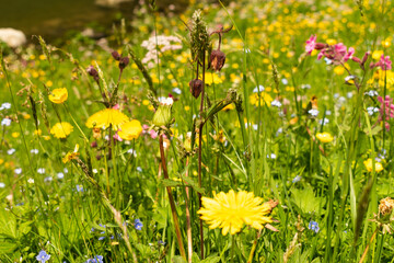 Appenzell, Switzerland, June 13, 2021 Flowers on a fresh green meadow in the mountains