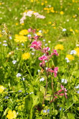 Appenzell, Switzerland, June 13, 2021 Flowers on a fresh green meadow in the mountains