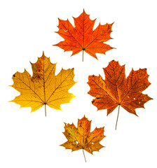 Naklejka na ściany i meble Mix of color autumn leaf on white background