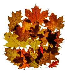 Naklejka na ściany i meble Mix of color autumn leaf on white background