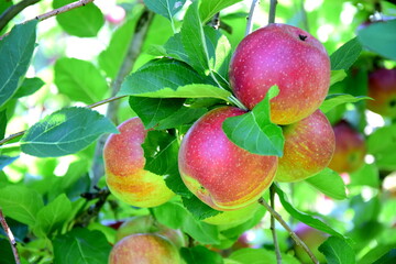Saftige rote Äpfel am Baum vor der Apfelernte in Lana, Südtirol, Europa	