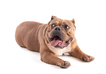 Obraz premium Portrait of an american bully dog lying down