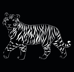 Tiger chalk, hand drawn vector isolated illustration on black background. Concept for logo, print, cards