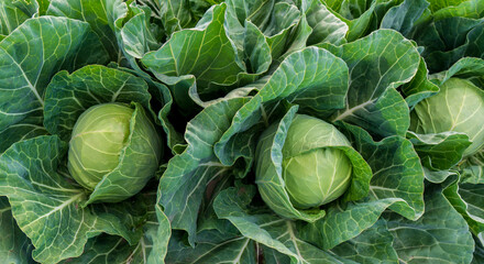 head of young green cabbage close-up.