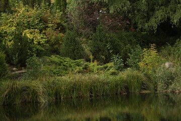 Lake and reeds in the park