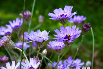 Blue and lilac flowers of Catananche (Cupid's dart). © troyka