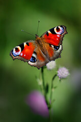 Fototapeta na wymiar Peacock butterfly on pink flowers with green blurred bokeh background, Aglais io (Inachis io), Nymphalidae family