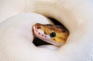 leucistic Ball python // leuzistischer Königspython (Python regius)