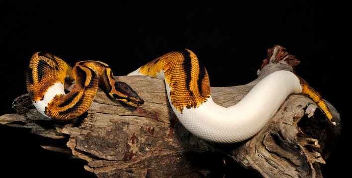 K&ouml;nigspython // Ball python (Python regius)