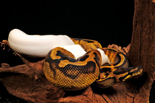Ball python // K&ouml;nigspython (Python regius)