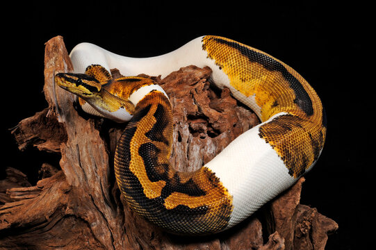 Ball python // K&ouml;nigspython (Python regius)