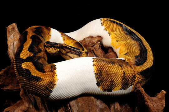 Ball python // K&ouml;nigspython (Python regius)