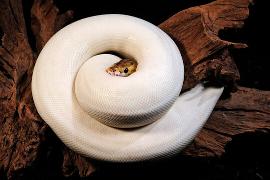leucistic Ball python // leuzistischer Königspython (Python regius)