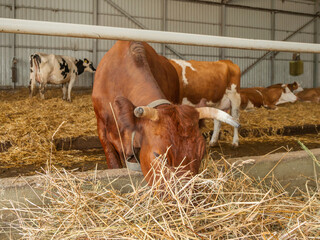 Brown cow chewing hay. Herd of cows and bulls in cowshed. Animal husbandry. Mammals on farm.