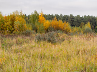 Fototapeta premium Autumn landscape. Field with dried grass and forest with colorful leaves. Fall season.
