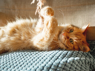 Cute ginger cat lying on pillow. Fluffy pet is playing with dried grass. Cozy home lit with sun.