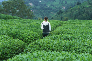 Fototapeta premium Rear view of young woman walking on the tea plantation farm field in morning