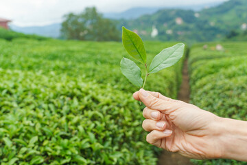 Fototapeta na wymiar Woman hand gently hold tea leaf on the tea plantation farm field