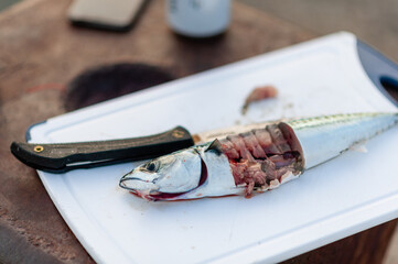 Fish on a chopping board with knife. Being used as bait for fishing. Beer car and smartphone in...
