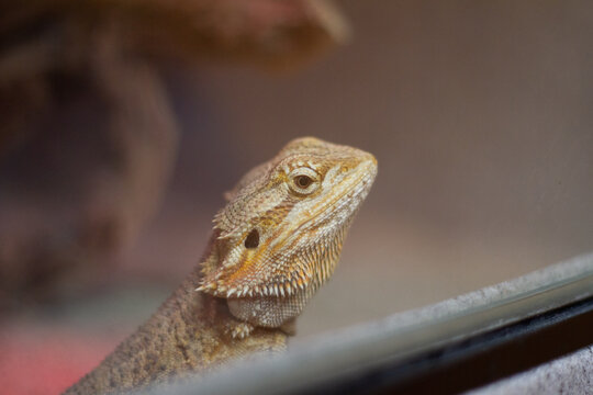 close up of a lizard