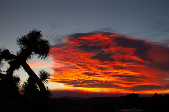 desert sunset with yucca