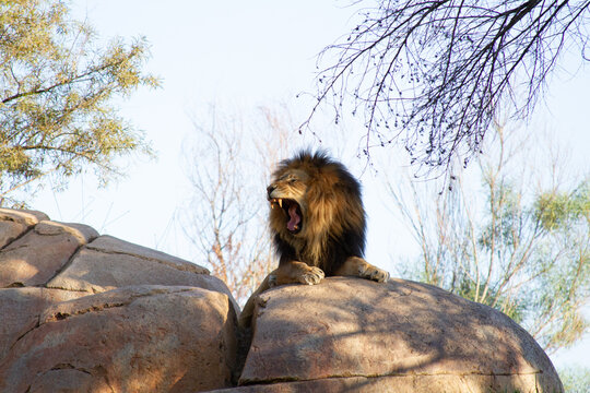 male lion yawning