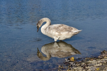 swan on the lake