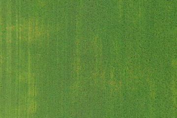 Green corn field, view from a height. Place for text for designers.