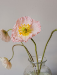 Vertical close up of pale pink poppy flower in glass vase against neutral background (selective focus)