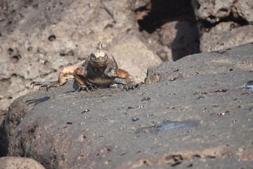 iguana walking to the rock