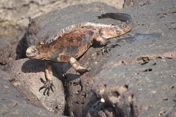 iguana over the rock