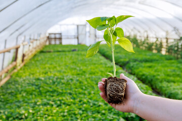 Pepper seedling, a girl holding a pepper in hand, a healthy root system.
