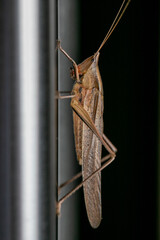 Grasshopper
