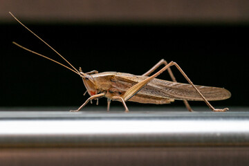 Grasshopper