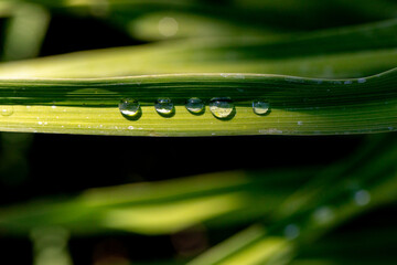 Rain drops
