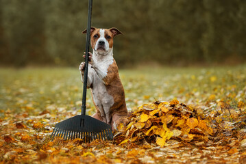 Funny dog helps to rake the fallen leaves from the lawn in the yard in autumn. American staffordshire terrier dog. - obrazy, fototapety, plakaty