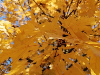 Foglia Autunno - Foglie arancioni tipico colore della stagione autunnale 3/3