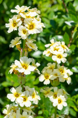 Satin flowers (sisyrinchium striatum) in bloom
