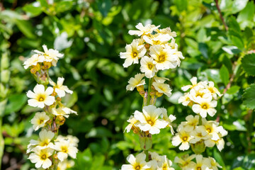Obraz premium Satin flowers (sisyrinchium striatum) in bloom
