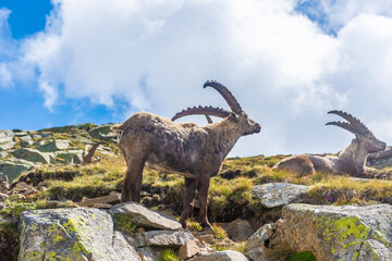 Beautiful Alpine ibex in the snowy mountains of Gran Paradiso National Park, Italy