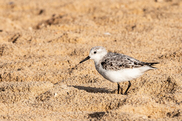 Virginia Beach shore bird