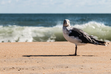 Virginia Beach Gull