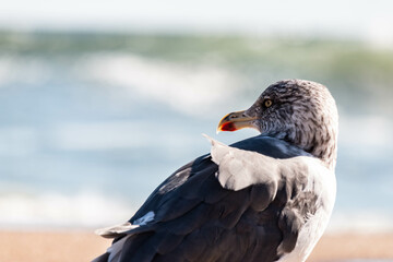 VA Beach Gull